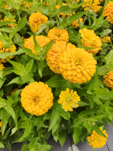 金黄万寿菊绽放美景