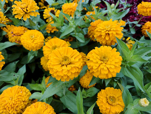 鲜艳万寿菊绽放美景