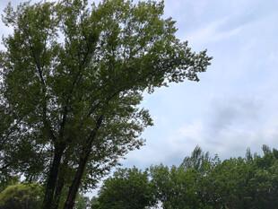 夏日葱郁树木景观