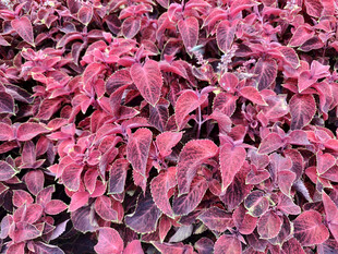 紫红色叶片植物特写
