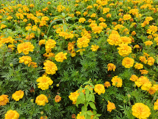 金黄万寿菊花海美景