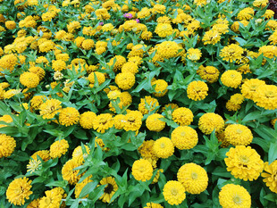 金黄万寿菊盛放的花海