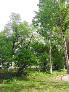 绿意盎然的户外树林景观