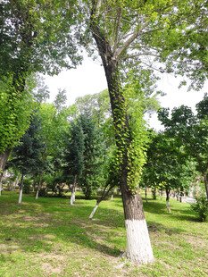 绿意盎然的公园树木景观