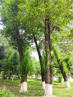 夏日葱郁树林景观