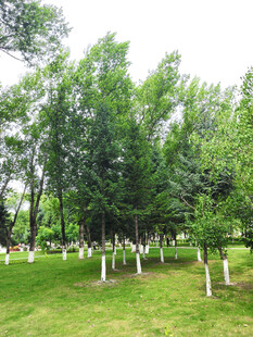 绿意盎然的林间草地