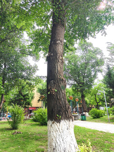 公园中粗壮葱郁的大树