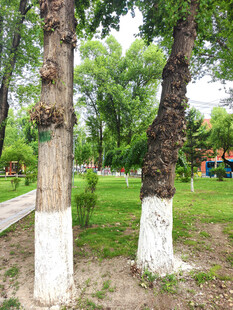 公园中刷白树干的绿树