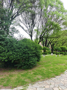 林间小径旁的绿植景观