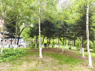 林间绿意盎然的清新景致