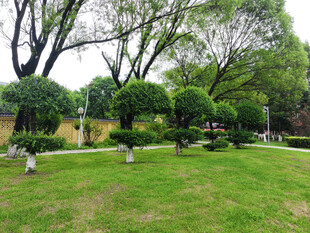 绿意盎然的园林景观