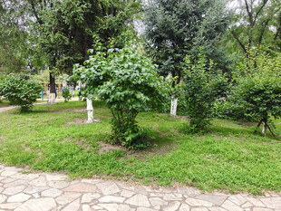 绿意盎然的公园小径景观