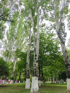 夏日公园中的挺拔白桦树