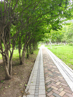 林荫砖道
