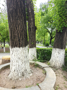 公园中刷白石灰的粗壮树木