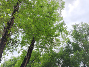 翠绿树林中的高大树木