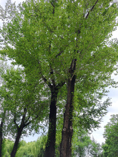 绿意盎然的挺拔树木