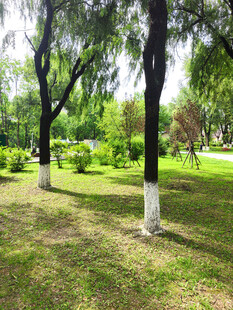 夏日绿荫公园景致