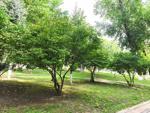 绿意盎然的公园树林景观