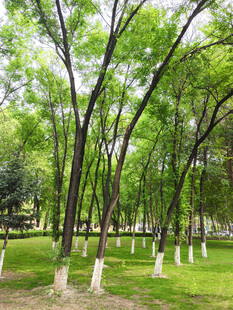 夏日林荫公园美景