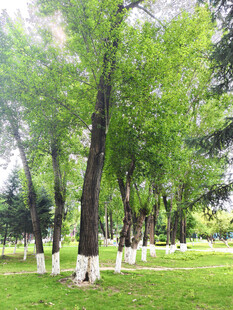 夏日葱郁树林中的清新草地