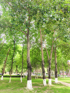 夏日林荫公园清新景致