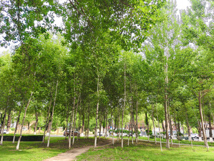 夏日葱郁树林中的休闲小径