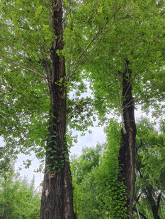 茂密树林中的高大树木