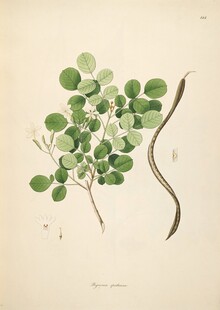 复古风植物插画