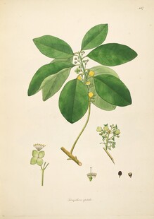 复古风格植物插画