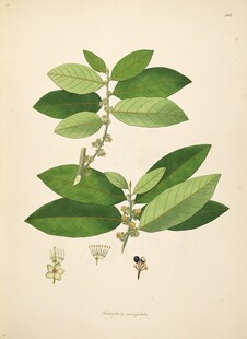 复古风格植物插画图