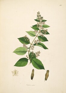 手绘植物图  绿叶繁花