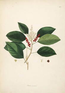 绿叶红果植物插画