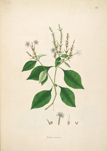 手绘植物图  清新绿叶白花