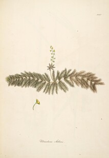 复古植物手绘插画