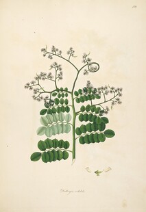 复古植物手绘插画