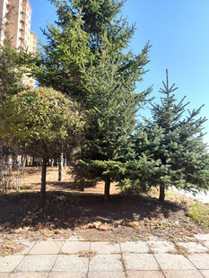 户外挺拔的翠绿松树