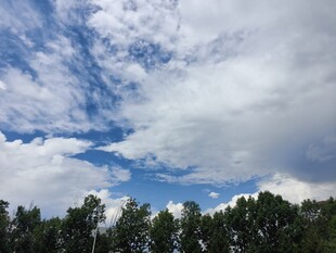 蓝天白云下的葱郁树林