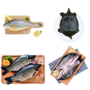 多样鲜鱼与甲鱼展示