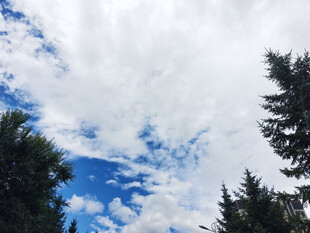 蓝天白云下的葱郁树木