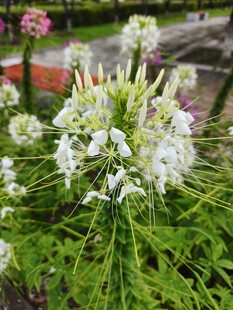 白色花卉绽放绿意间