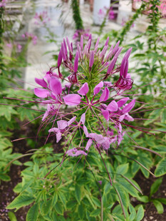 娇艳醉蝶花绽放