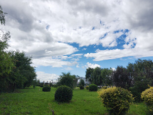 田园风光中的绿植与蓝天