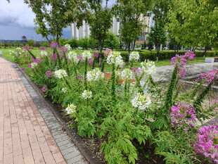 路边缤纷花卉景观