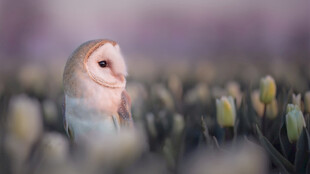 田野中的可爱小鸟