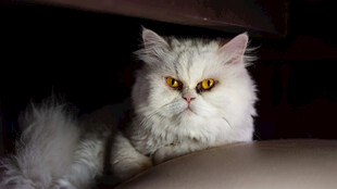 白色长毛猫的凝视瞬间