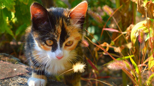 三色猫嗅闻蒲公英