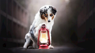 狗狗与复古提灯的温馨画面