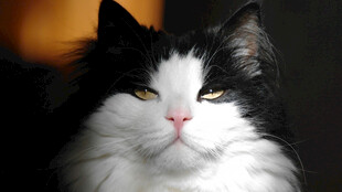 黑白长毛猫慵懒神态