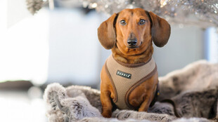 可爱斑纹腊肠犬趴卧石上